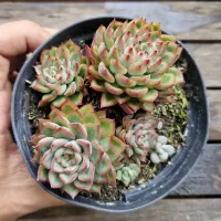 Echeveria agavoides hibrida bordas vermelhas (colônia única - vaso11) - Foto 2