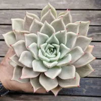 Echeveria agavoides 'Serengeti' G (única - vaso11) - Foto 2