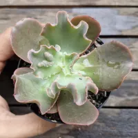 Echeveria verrugas (vaso9)