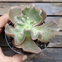 Echeveria verrugas (vaso9) - Foto 2