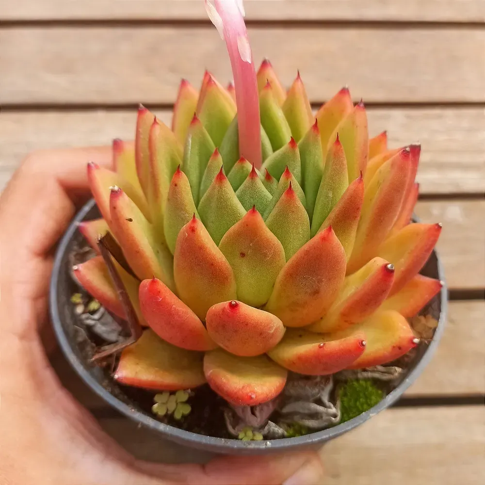 Echeveria agavoides 