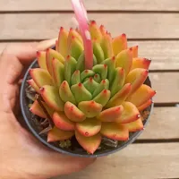 Echeveria agavoides 'Miranda' (vaso11) - Foto 2