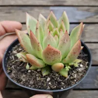 Echeveria agavoides 'Miranda' (vaso11) - Foto 3
