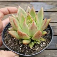 Echeveria agavoides 'Miranda' (vaso11) - Foto 4
