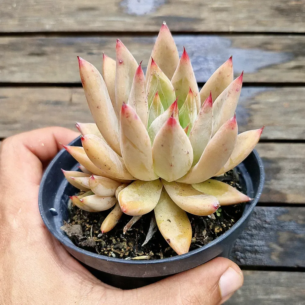 Echeveria agavoides híbrida verde claro pontas vermelhas (única- vaso11)