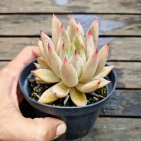 Echeveria agavoides híbrida verde claro pontas vermelhas (única- vaso11) - Foto 2