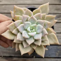 Graptoveria 'Blue Song' folha fina (vaso11)