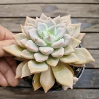 Graptoveria 'Blue Song' folha fina (vaso11) - Foto 2