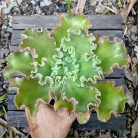 Echeveria 'Pygargus' (cuia18) - Foto 2