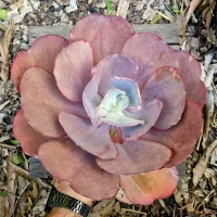 Echeveria (cuia18)