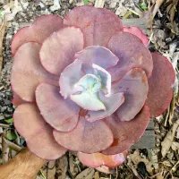 Echeveria (cuia18) - Foto 2