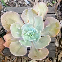 Echeveria (cuia18)