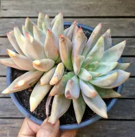 Echeveria agavoides 'Romeo X Lycan' (cuia18)