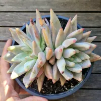 Echeveria agavoides 'Romeo X Lycan' (cuia18) - Foto 2