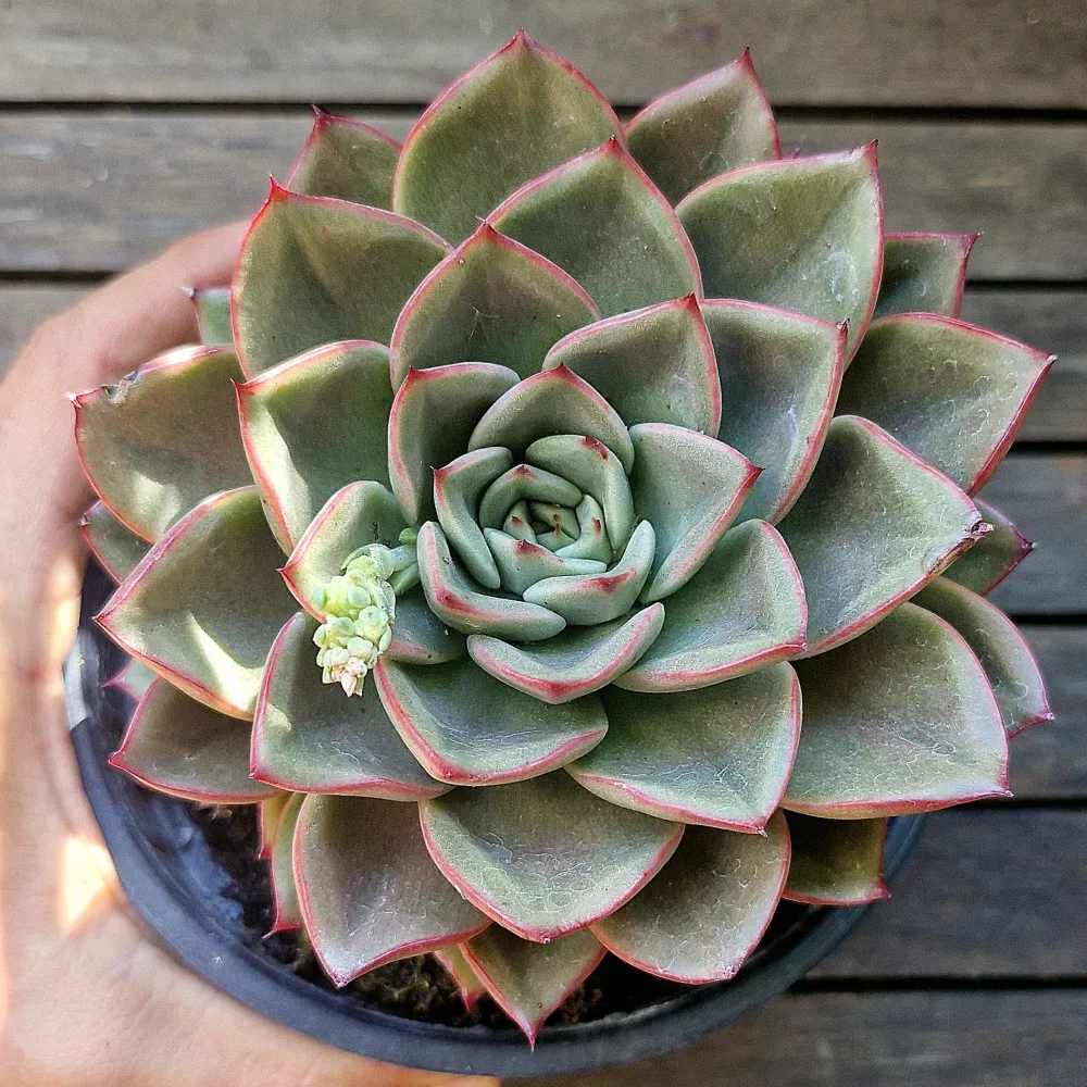 Echeveria agavoides x 
