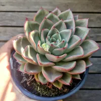 Echeveria agavoides x 'Shira (cuia18) - Foto 2