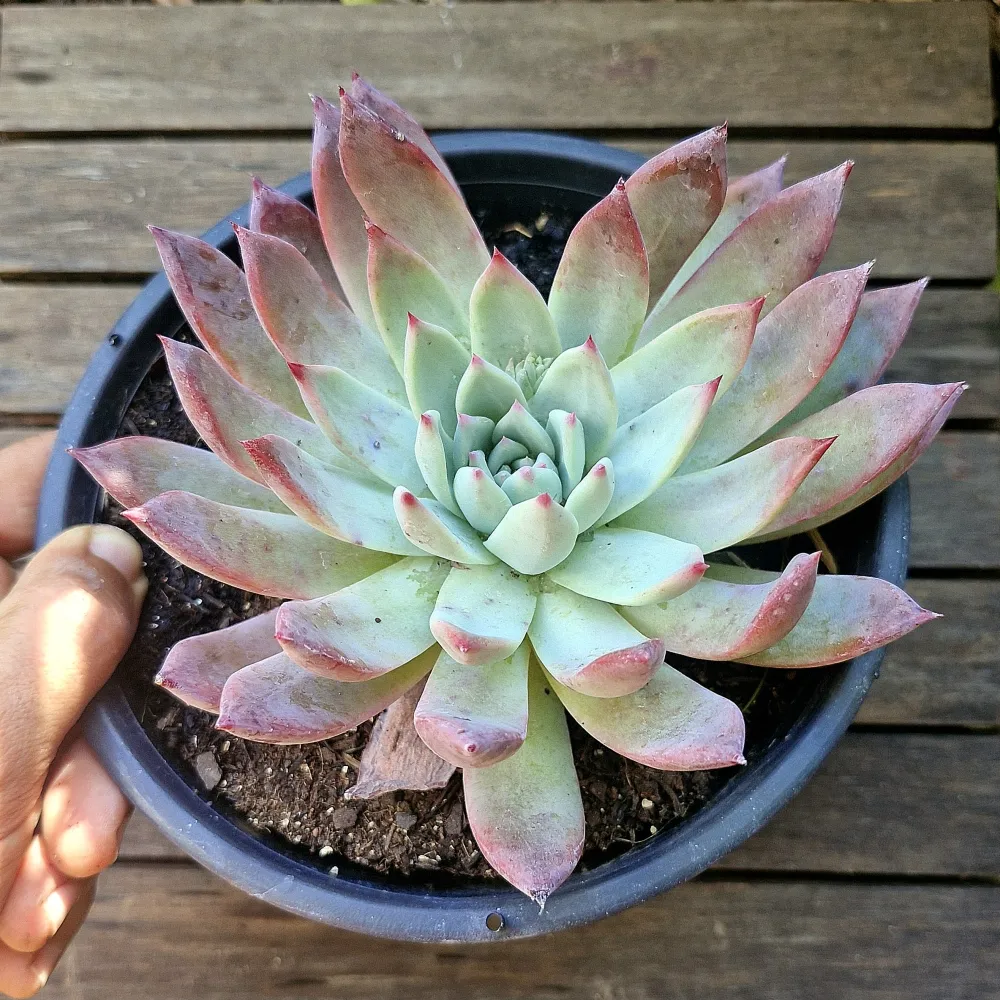 Echeveria colorata branditii (única - cuia18)