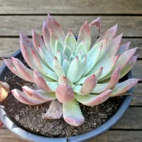 Echeveria colorata branditii (única - cuia18) - Foto 2