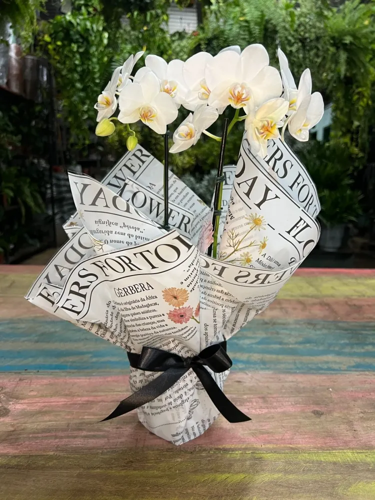 Mini Orquídea Rosa na embalagem 