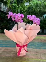 Mini Orquídea Rosa na embalagem  - Foto 2