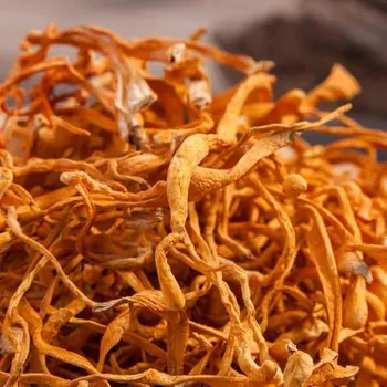 Cogumelo Cordyceps (Cordyceps militaris) desidratado embalado à vácuo - 10 gramas