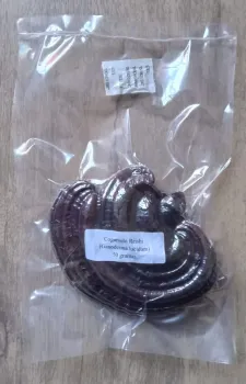 Cogumelo Reishi (Ganoderma lucidum) desidratado embalado à vácuo - 10 ou 100 gramas - Foto 2