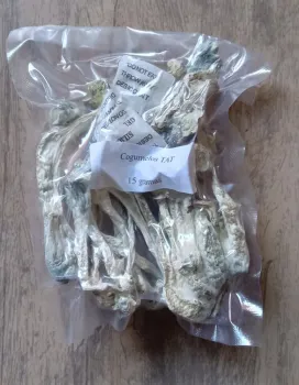 Cogumelo Mágico Psilocybe cubensis TAT (True Albino Teacher) - desidratado embalado à vácuo (3, 15, 30, 50, 100 ou 500 gramas) - Foto 2