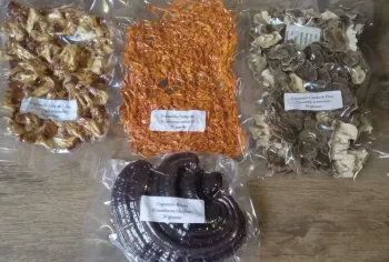 Kit Cogumelos Funcionais – Juba de Leão, Cordyceps, Reishi e Cauda de Peru (Desidratados) - 10 ou 50 gramas de cada