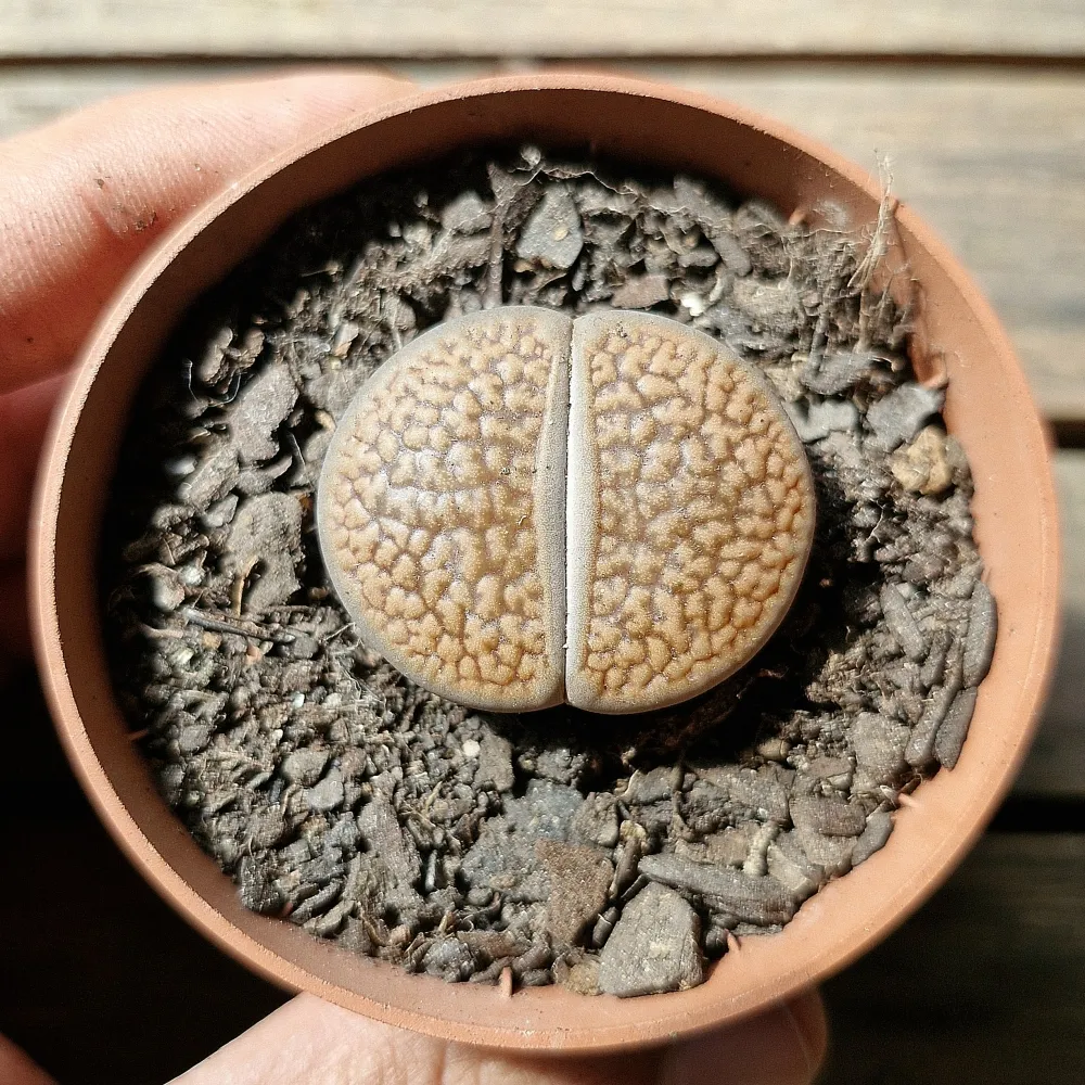 LITHOPS HOOKERII VERMICULATE (único - vaso7)