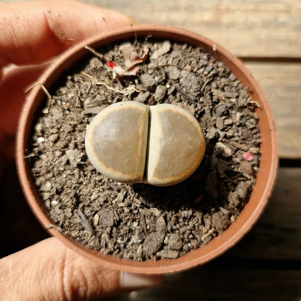 LITHOPS KARASMONTANA VAR BELLA FENESTRATA (único - vaso7)