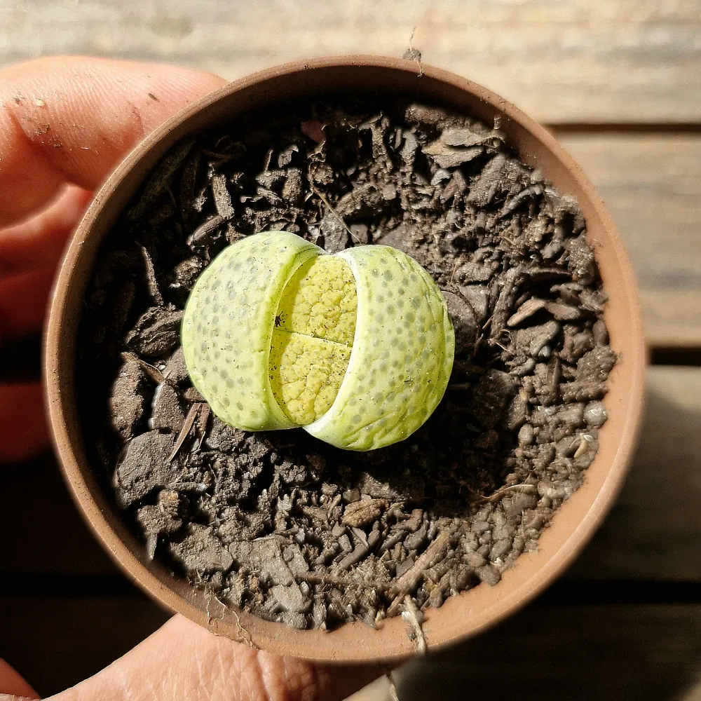 LITHOPS FULVICEPS AUREA (único - vaso7)