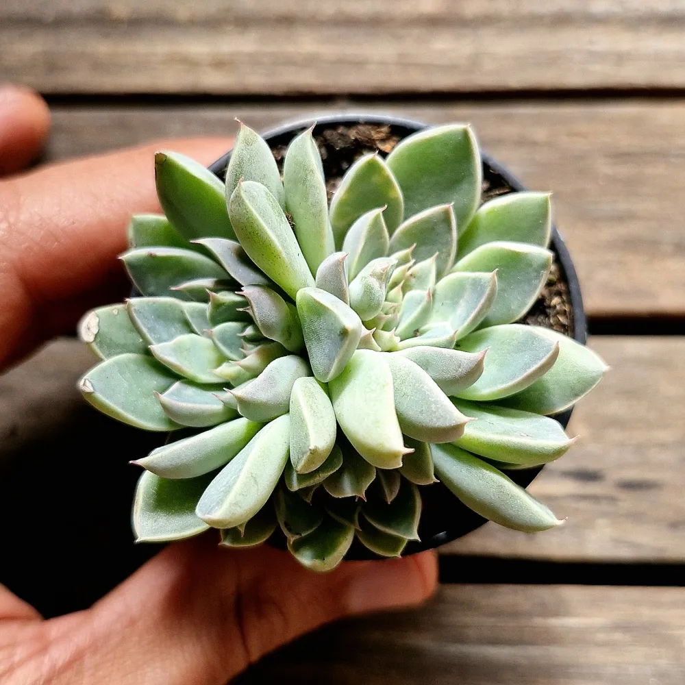 Echeveria 'Winds of Change' (vaso6) Imagem