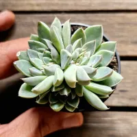 Echeveria 'Winds of Change' (vaso6) - Foto 2