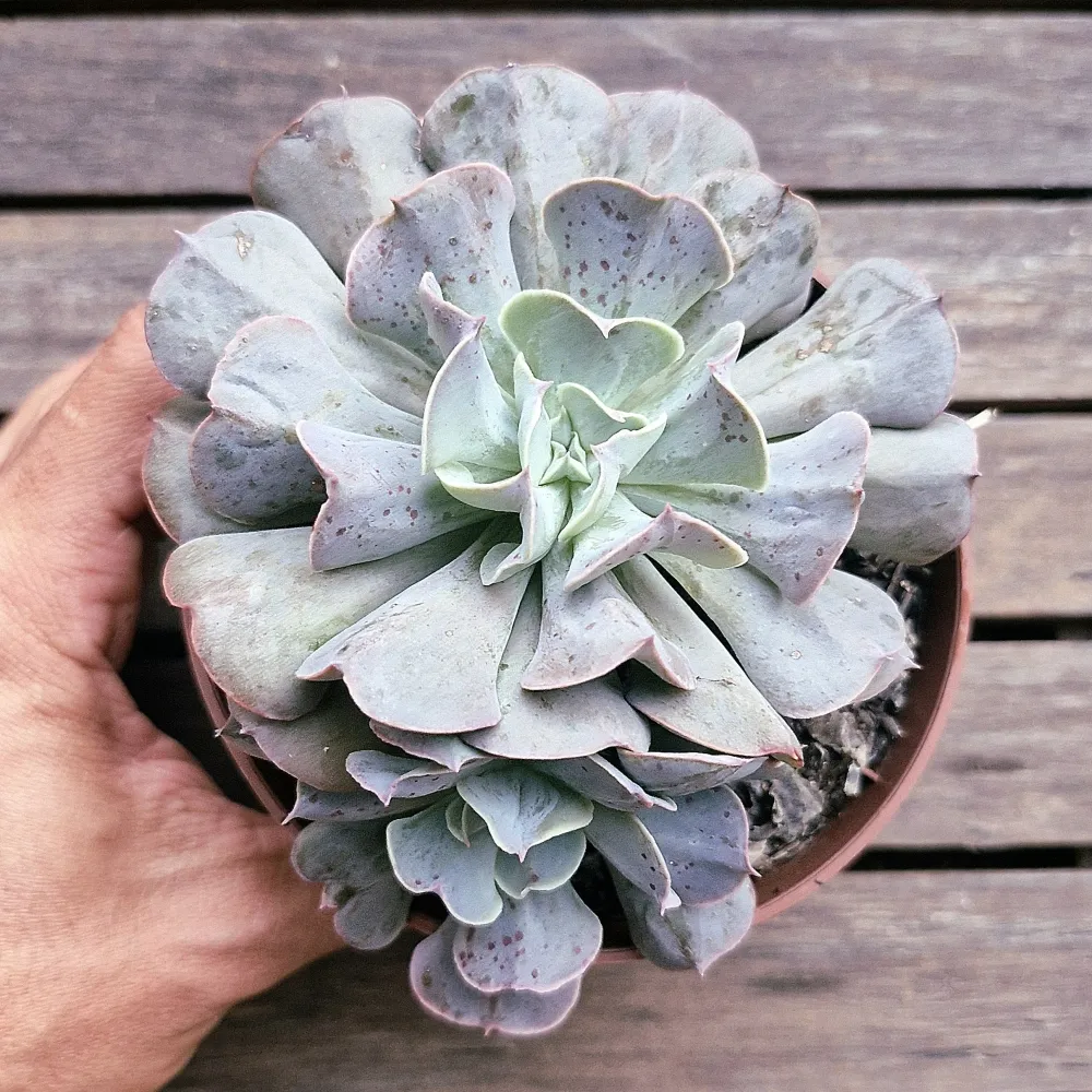 Echeveria 'Swan Lake' (vaso11) Imagem