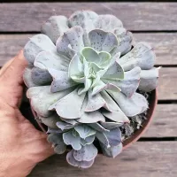 Echeveria 'Swan Lake' (vaso11)