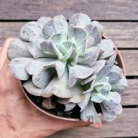 Echeveria 'Swan Lake' (vaso11) - Foto 2