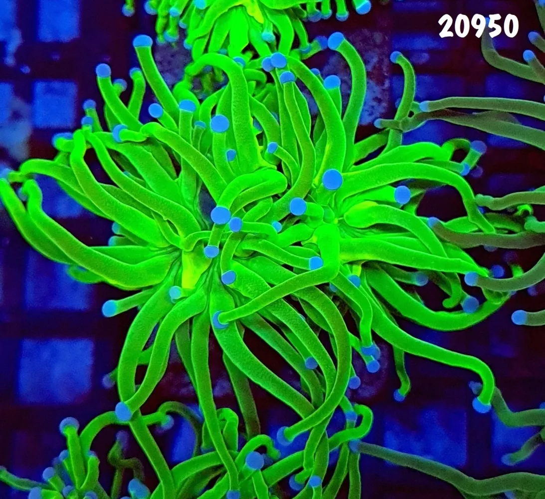 20950 ITANHAÉM REEF - 20950 Torch Incrível Hulk 3 bocas