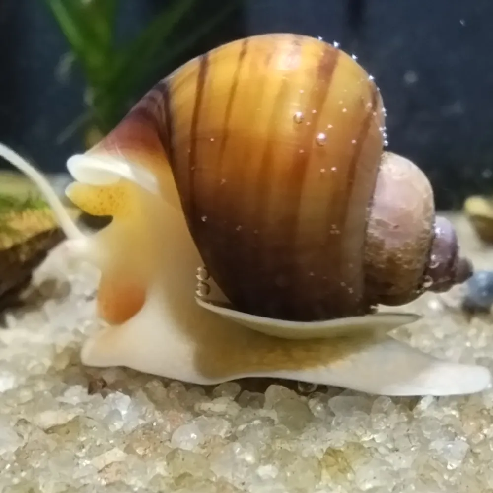 Ampulária - Castanha  ( Pomacea diffusa )