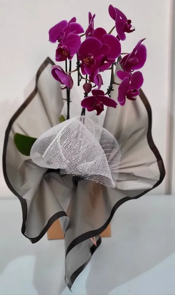 Oquidea Phalaenopsis Majestade Imagem