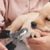 Alicate De Unha Cortador + Lixa Pet Cão Gato Cachorro - Foto 2