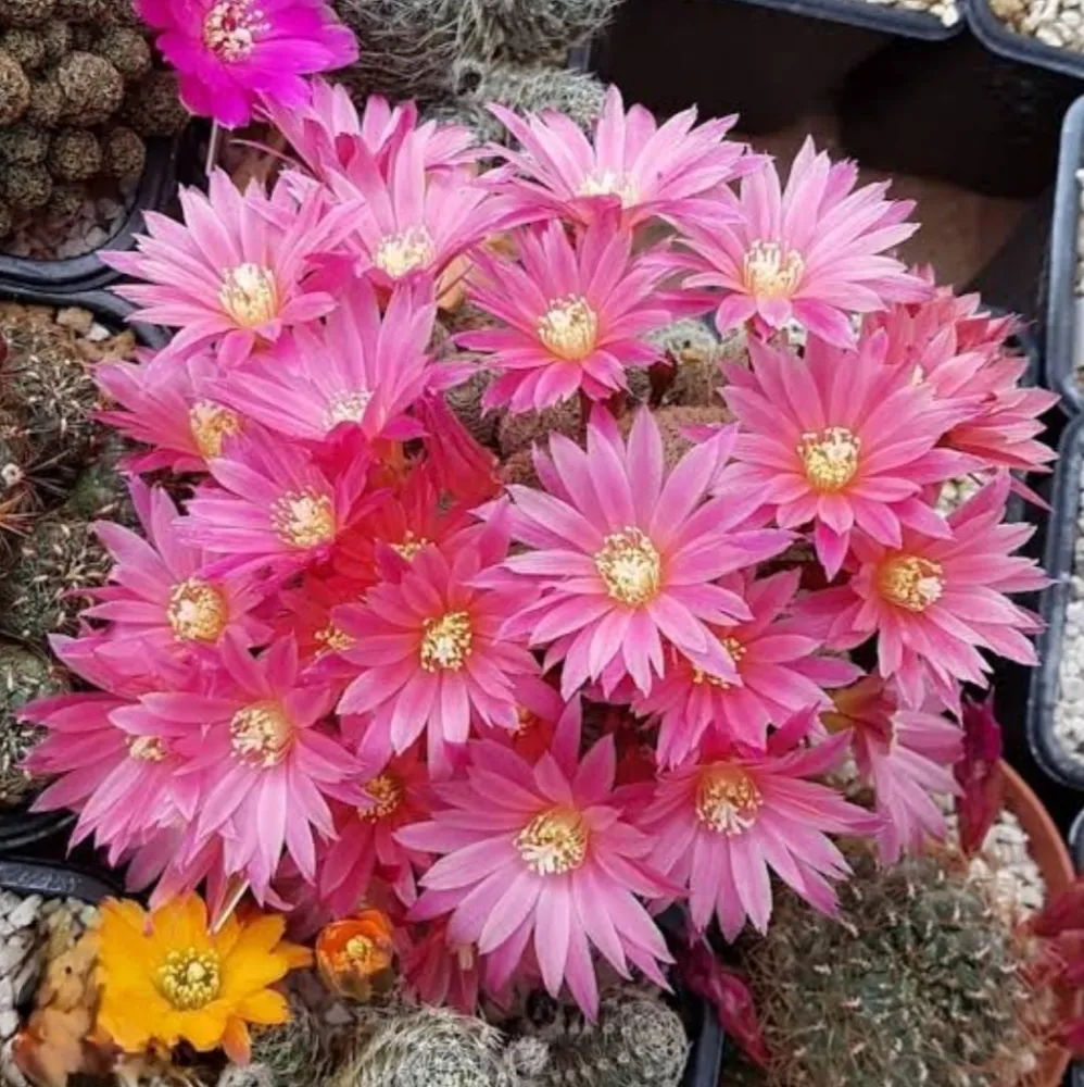 Rebutia condorensis (vaso9) Imagem