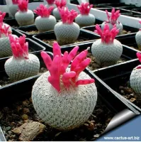 Epitelantha micromeris (1muda - vaso6) - Foto 2