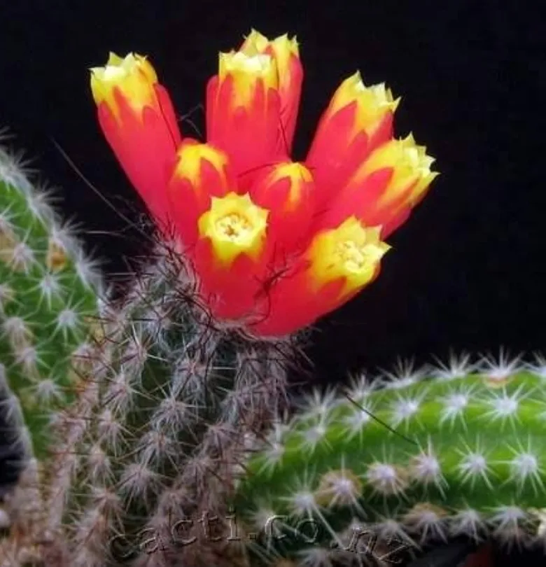 Arrojadoa sp. (Rabo de Raposa- vermelha e amarela - vaso9)