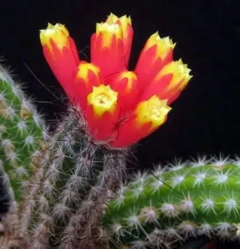 Arrojadoa sp. (Rabo de Raposa- vermelha e amarela - vaso9)