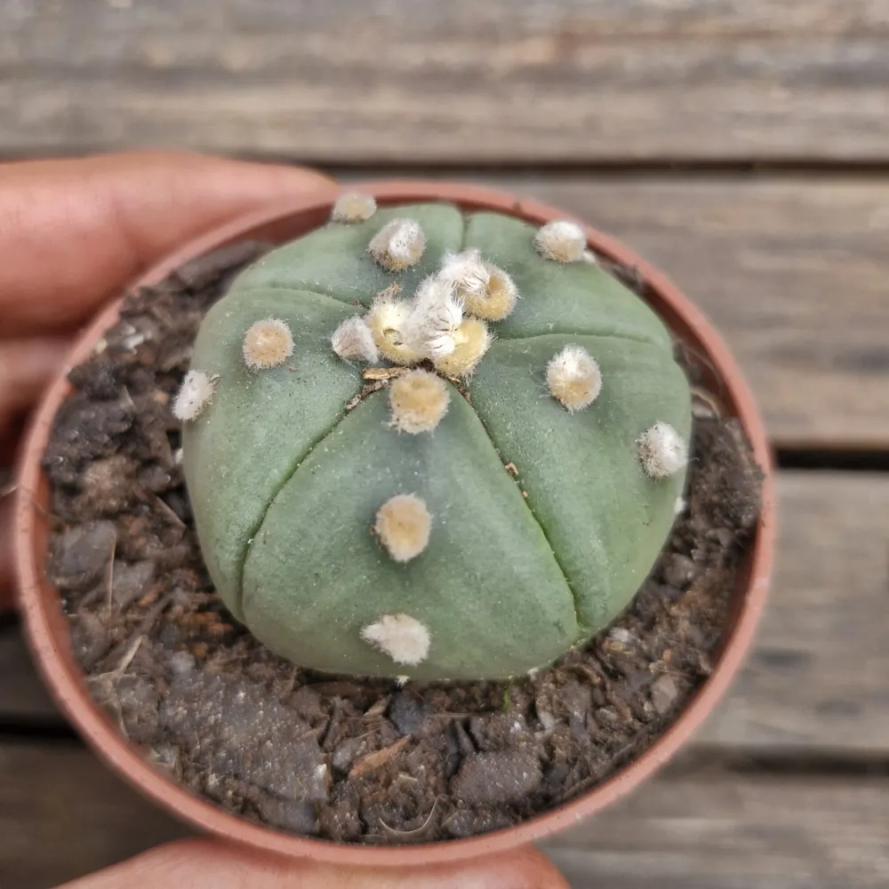  Astrophytum asterias cv. 