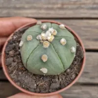  Astrophytum asterias cv. 'Ooibo' 5K (vaso7)