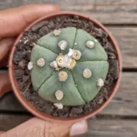  Astrophytum asterias cv. 'Ooibo' 5K (vaso7) - Foto 2