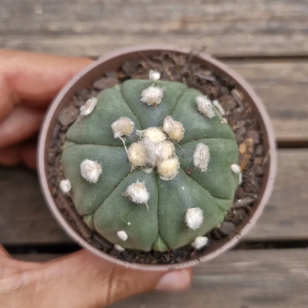 Astrophytum asterias cv. 