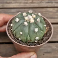 Astrophytum asterias cv. 'Goryo Kabuto' (Seven Ribs) + 'Fukuryu'(Vaso7) - Foto 2
