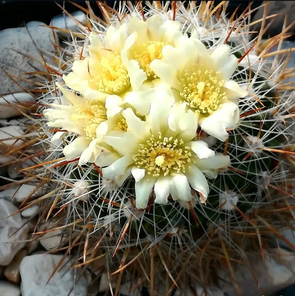 Echinosofulocactus valpelianus (vaso9)